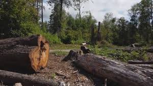 Trusted Waco, TX Tree Services Experts