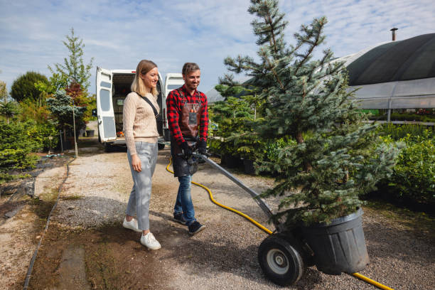 Best Tree Disease Treatment  in Waco, TX