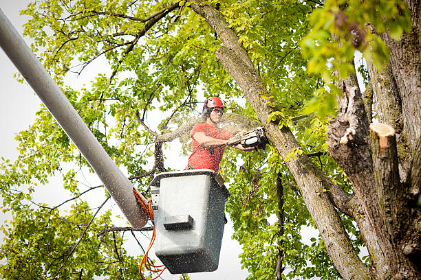 Tree and Shrub Care in Waco, TX